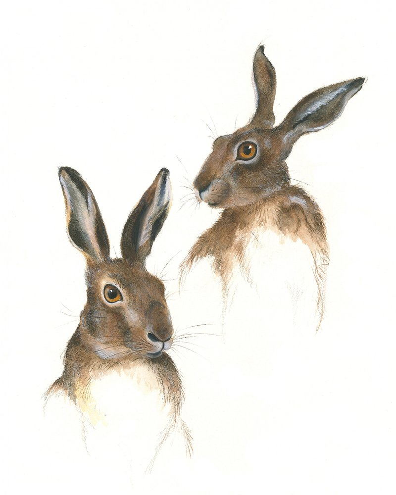 Two Hares Study by Isabelle Brent
