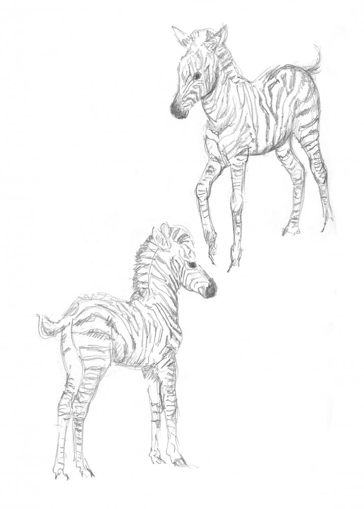Zebra foals by Isabelle Brent