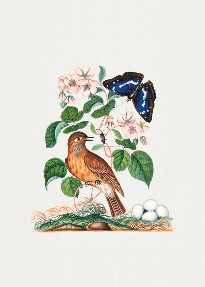Flycatcher by James Bolton