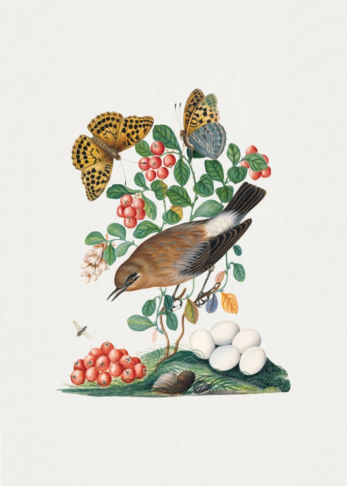 Northern Wheatear by James Bolton