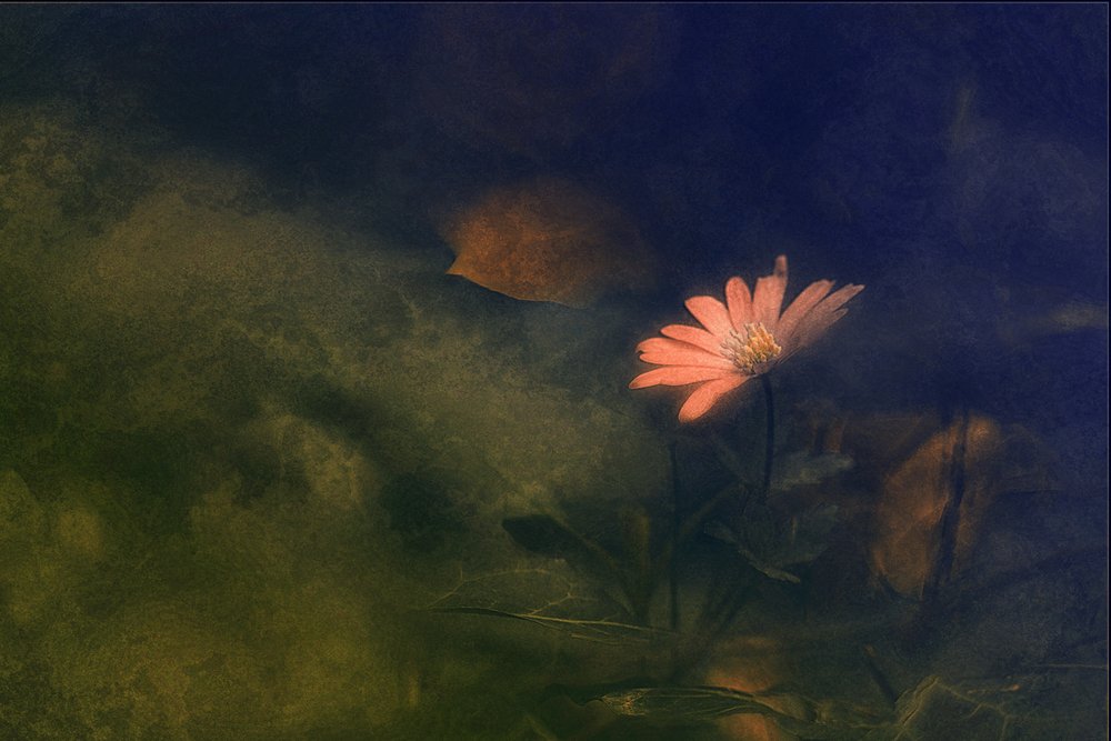 Dreamy Pink Flower by Jan van der Linden