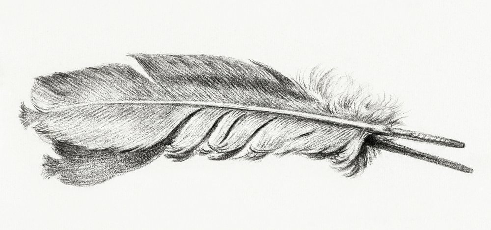 Feather by Jean Bernard