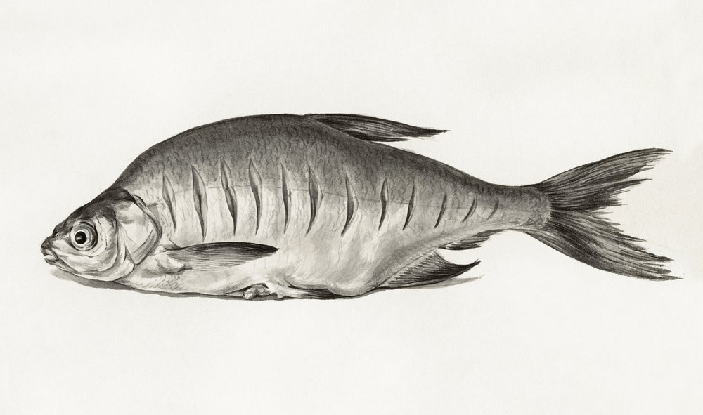 Fish by Jean Bernard
