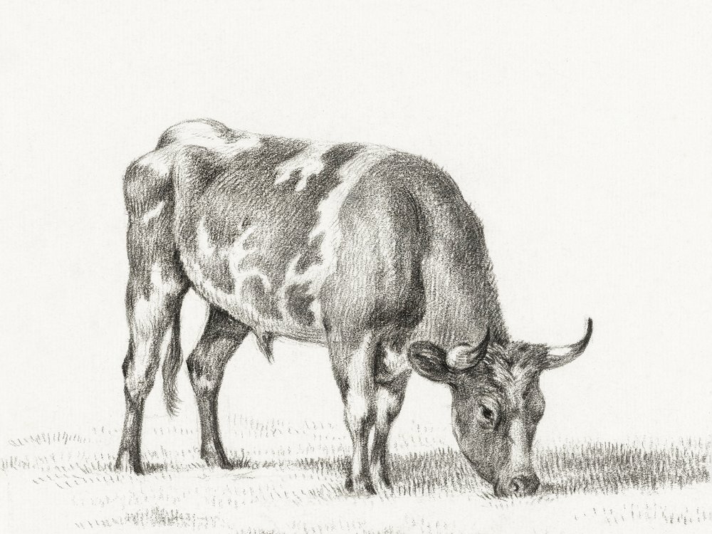 Grazing Bull by Jean Bernard