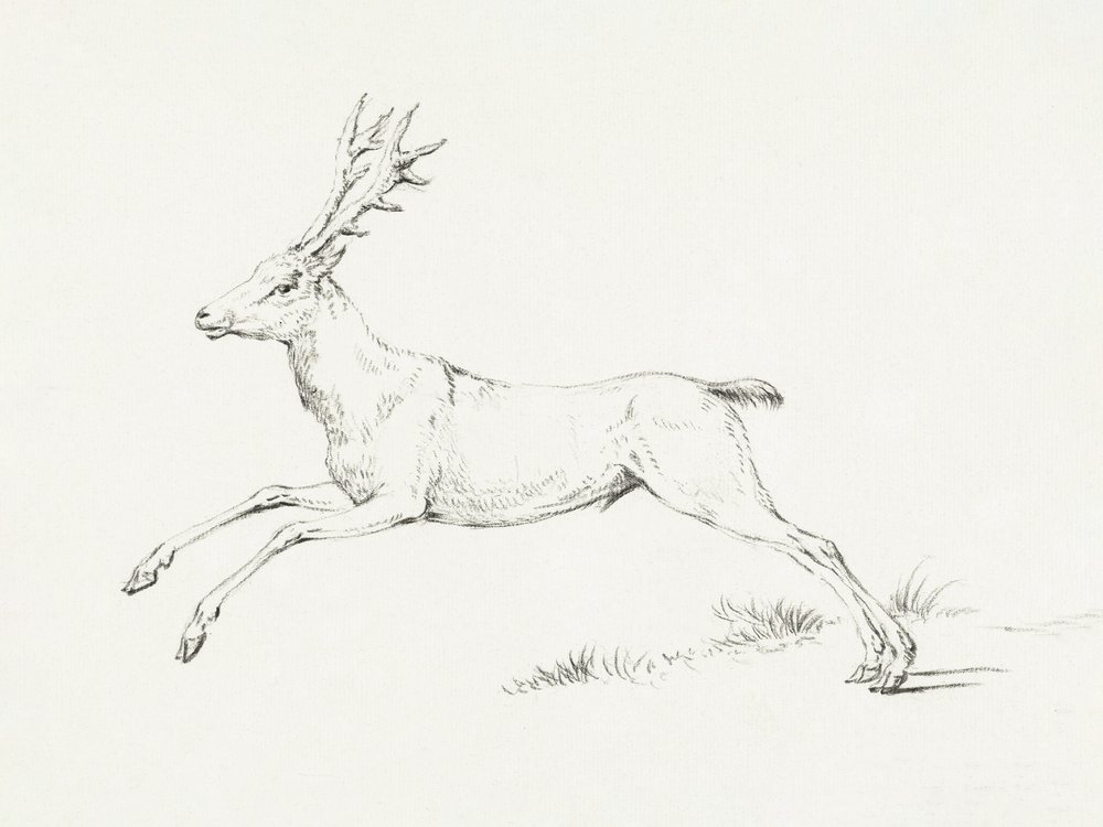 Jumping Deer by Jean Bernard