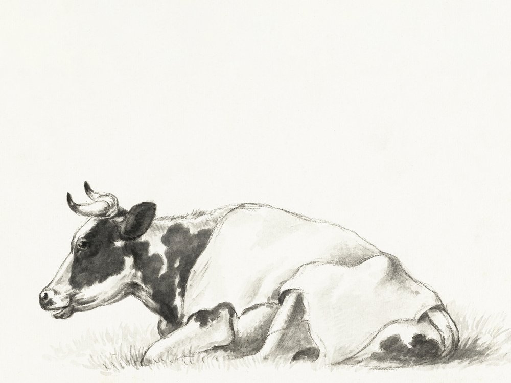 Lying Cow by Jean Bernard