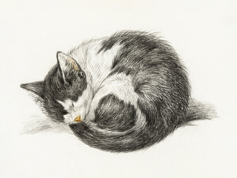 Rolled Up Lying Sleeping Cat by Jean Bernard