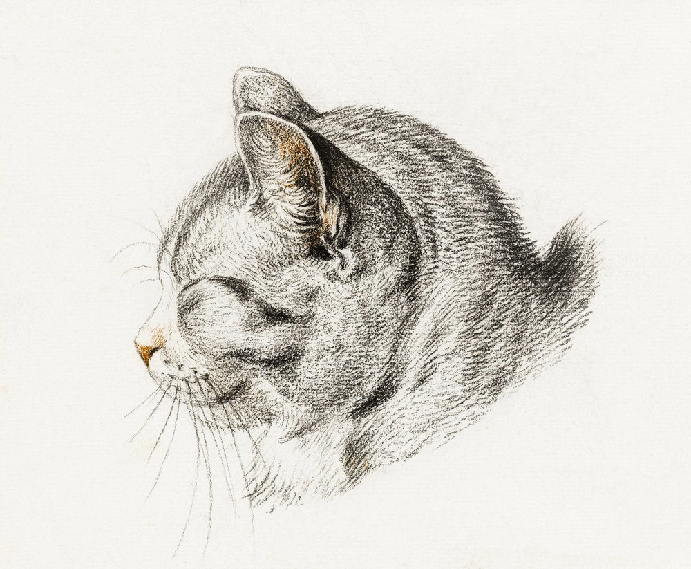 Sketch of a Cat by Jean Bernard