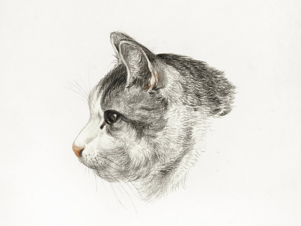 Sketch of a Cat by Jean Bernard