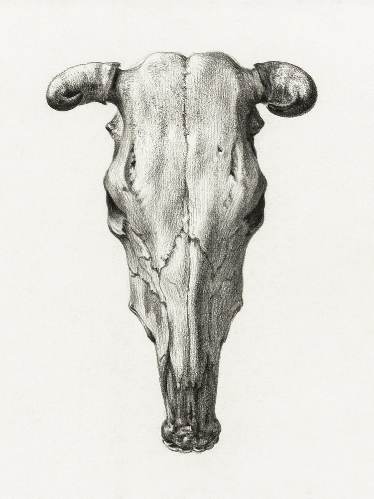 Skull of a Cow Front View by Jean Bernard