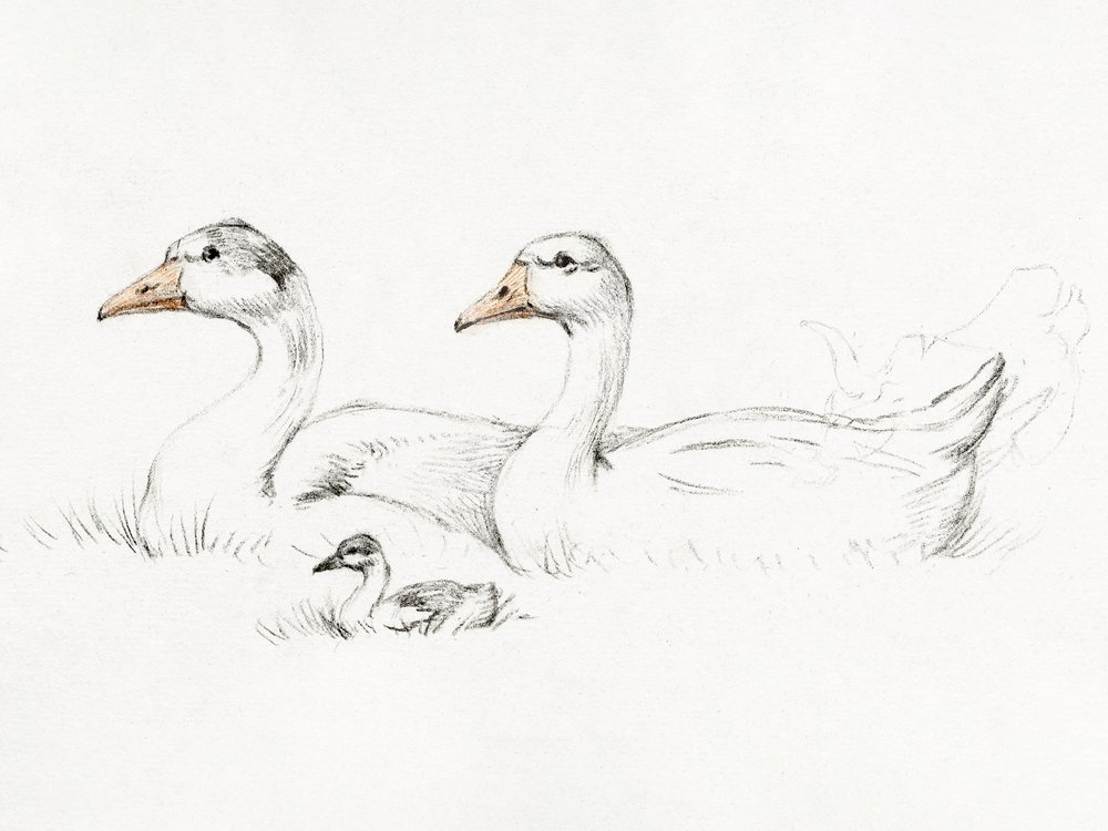 Two Geese With a Young by Jean Bernard