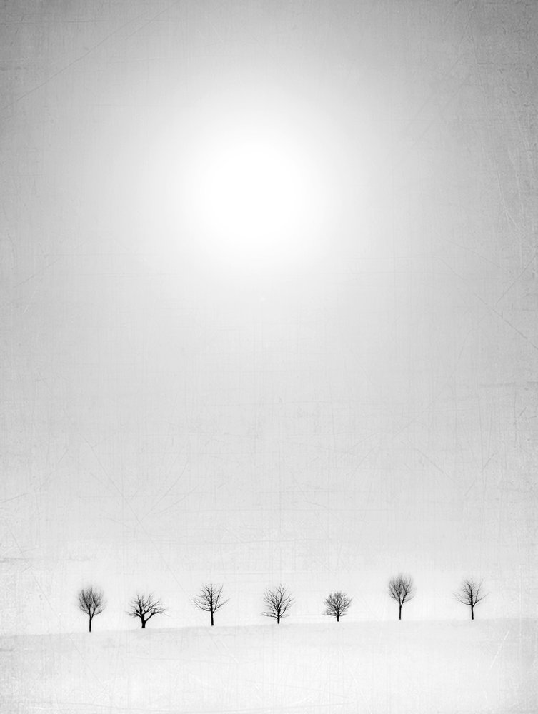 Bare Trees White Snow von Jeffrey Hummel