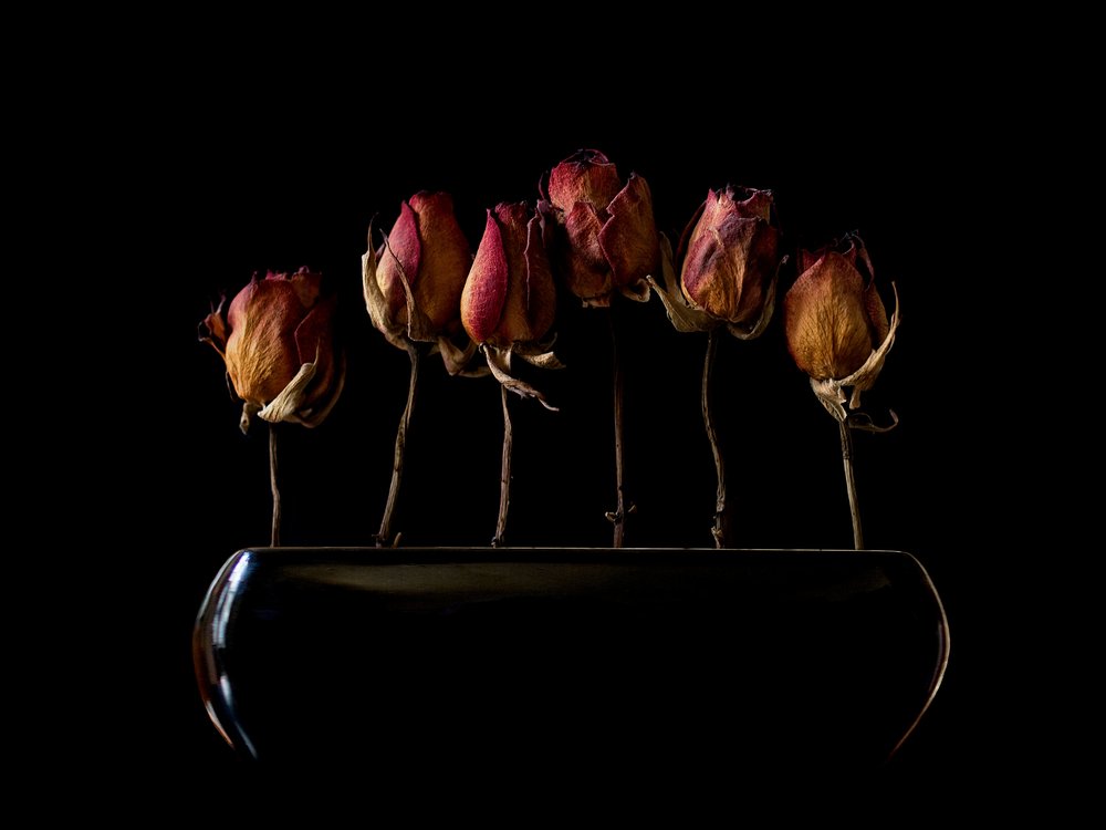 Moody Dried Roses von Jeffrey Hummel