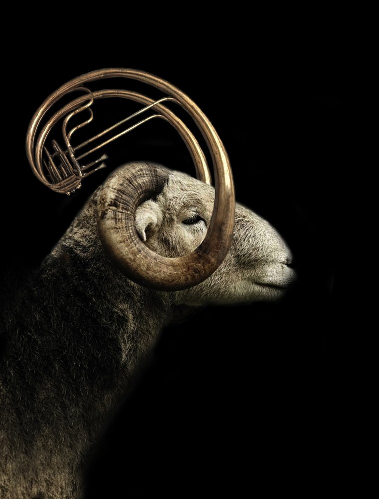 Musical Ram Profile by Jeffrey Hummel