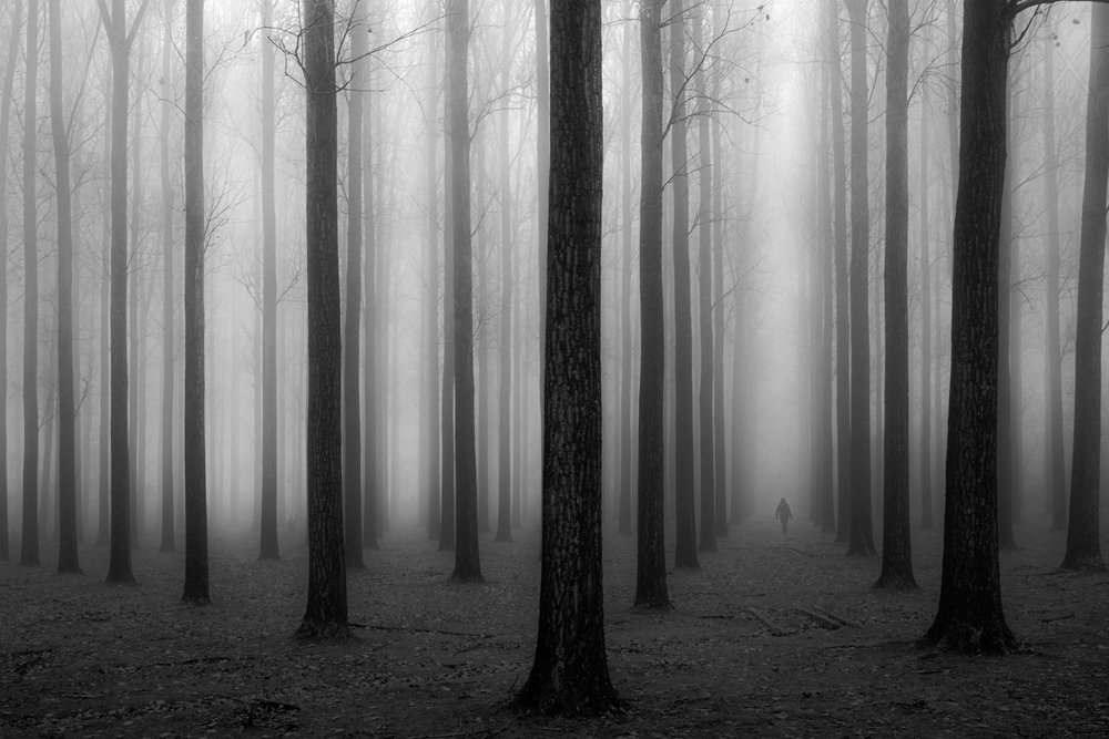 Mysterious Foggy Forest by Jochen Bongaerts
