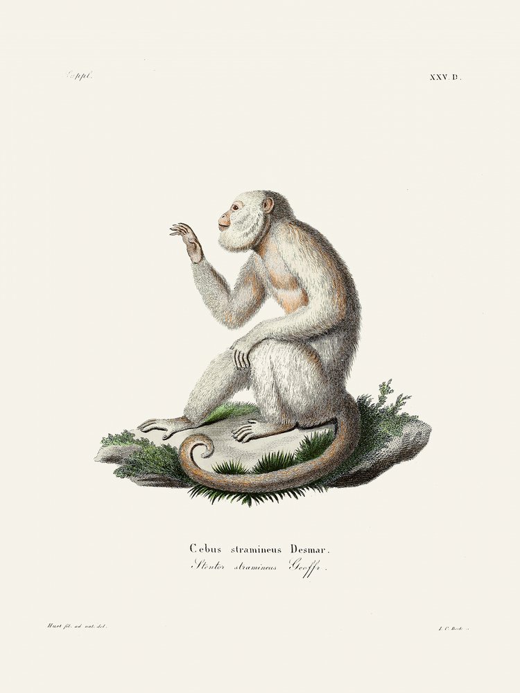 Gracile Capuchin Monkey by Johann Christian Daniel Von Schreber