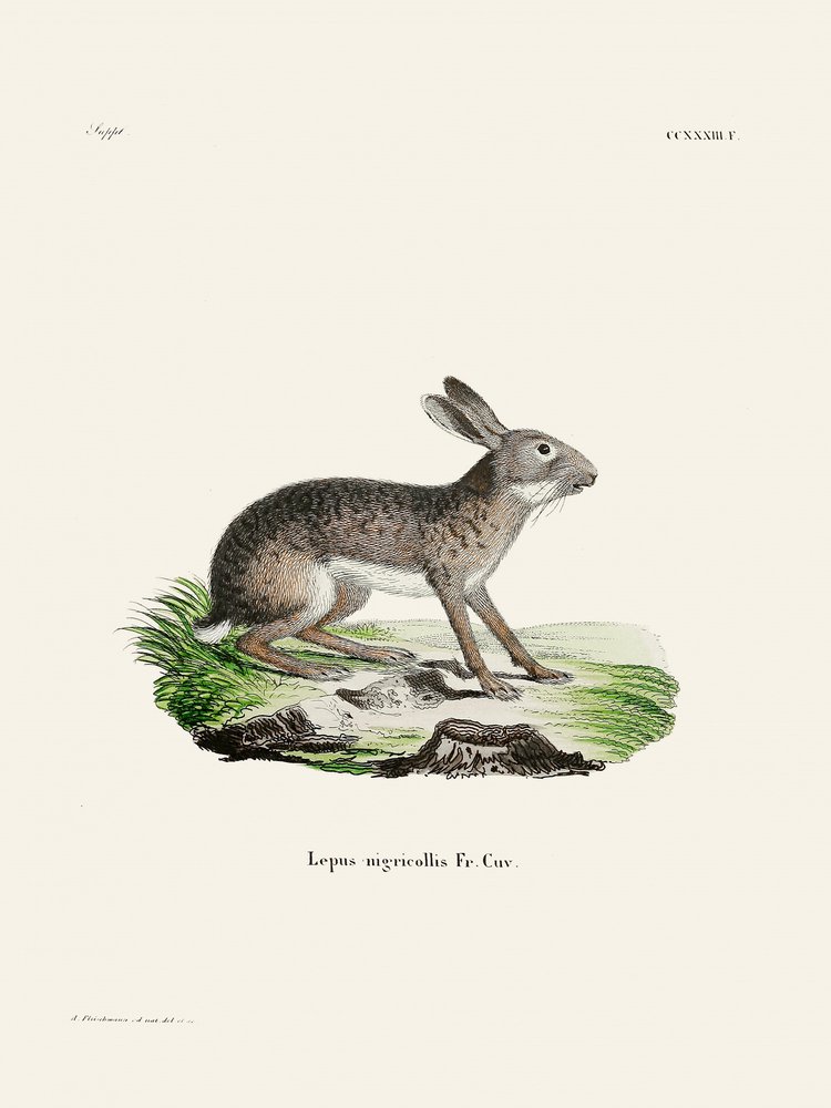 Indian Hare by Johann Christian Daniel Von Schreber