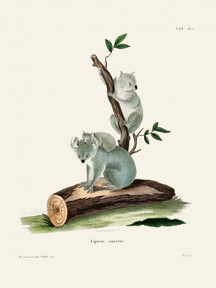 Koala by Johann Christian Daniel Von Schreber