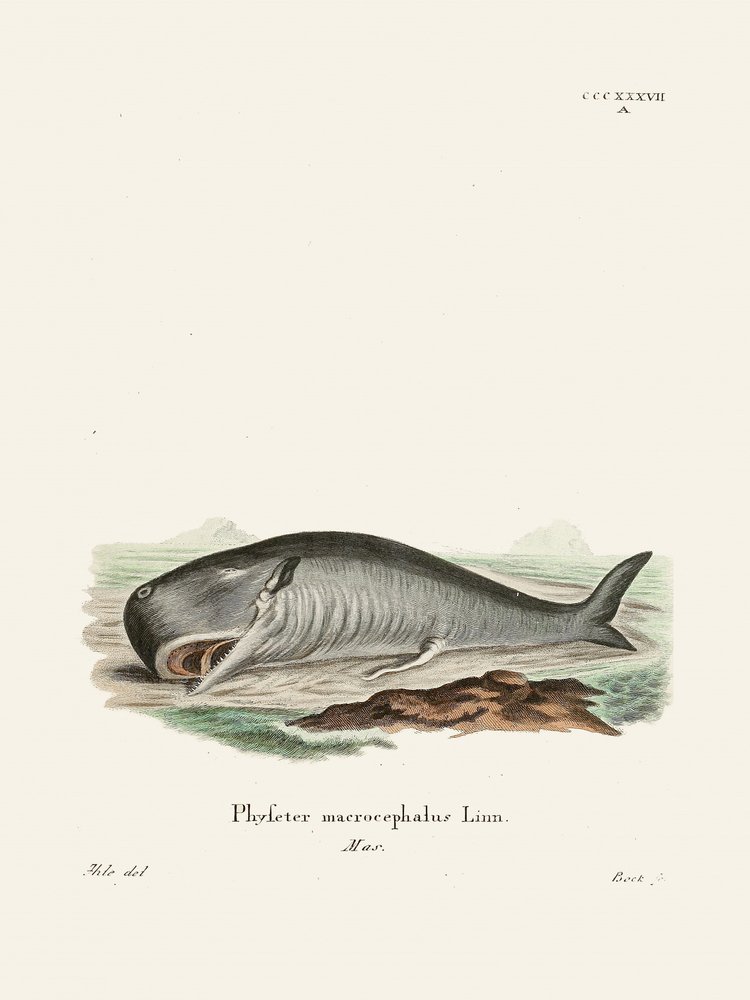 Sperm Whale by Johann Christian Daniel Von Schreber