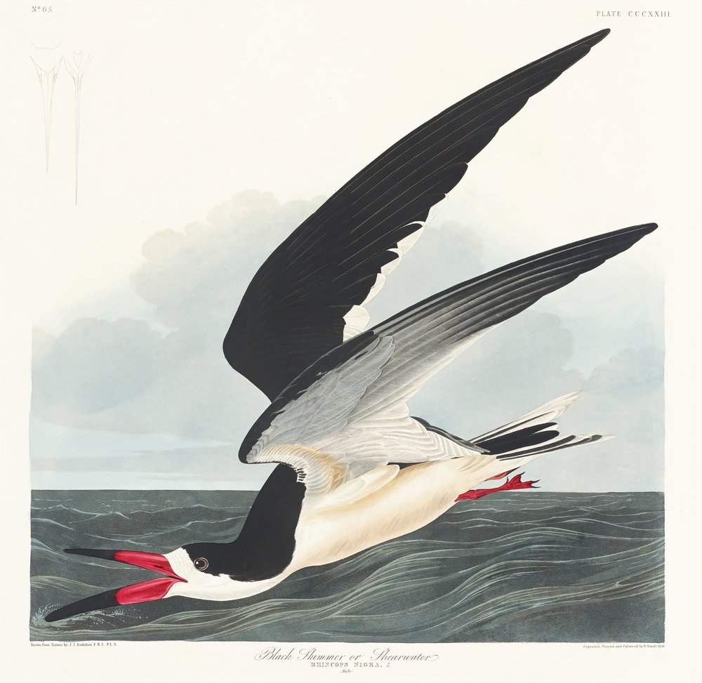 Black Skimmer from Birds of America (1827) by John James Audubon