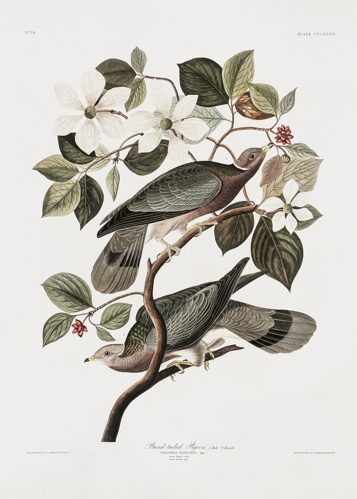 Brand Tailed Pigeon from Birds of America (1827) by John James Audubon