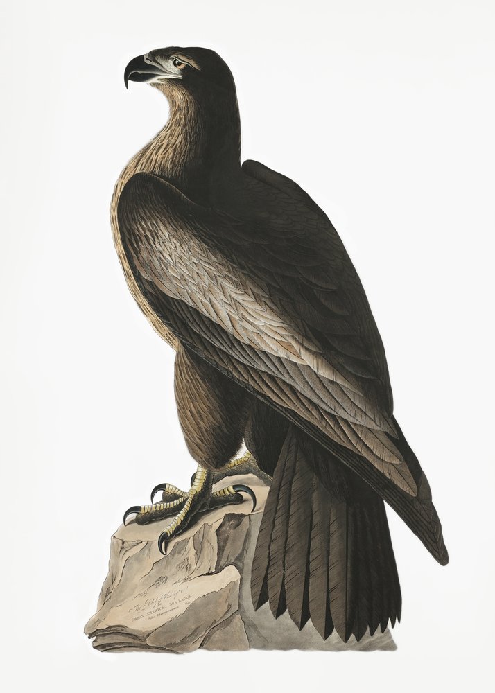 Great American Sea Eagle from Birds of America (1827) by John James Audubon