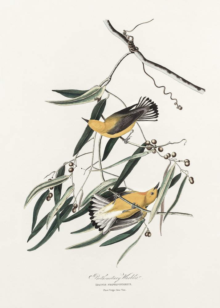 Prothonotary Warbler from Birds of America (1827) by John James Audubon