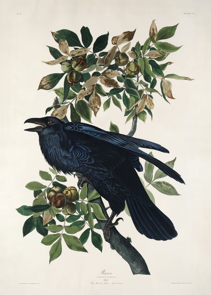 Raven from Birds of America (1827) by John James Audubon