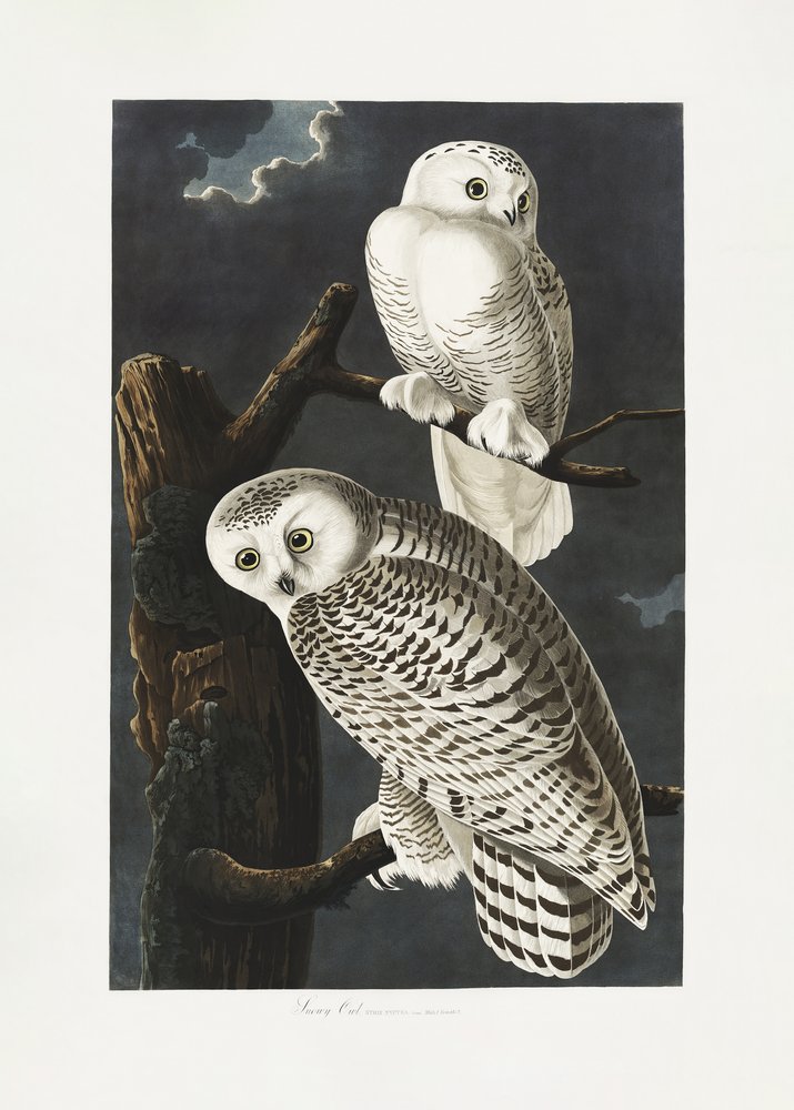 Snowy Owl from Birds of America (1827) by John James Audubon