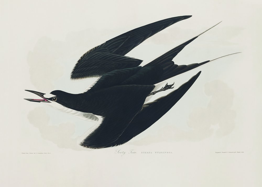 Sooty Tern from Birds of America (1827) by John James Audubon