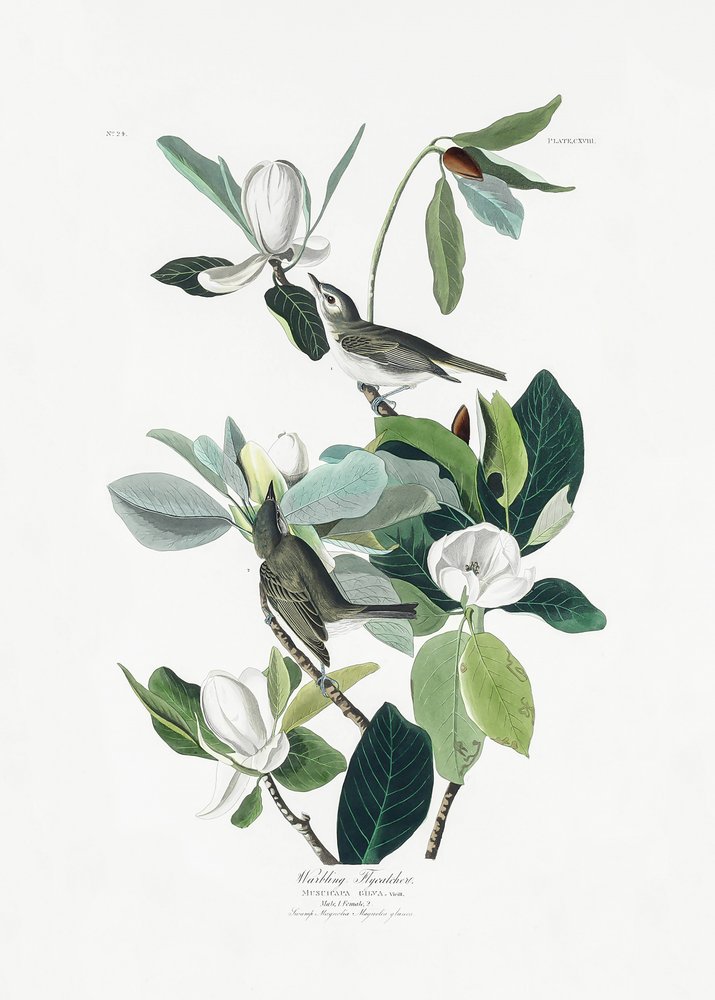 Warbling Flycatcher from Birds of America (1827) by John James Audubon