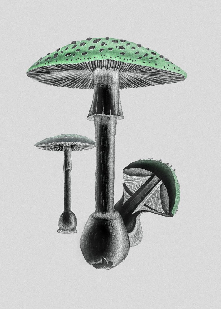 Amanita Muscaria White Background Green by John Stephenson and James Morss Churchill.