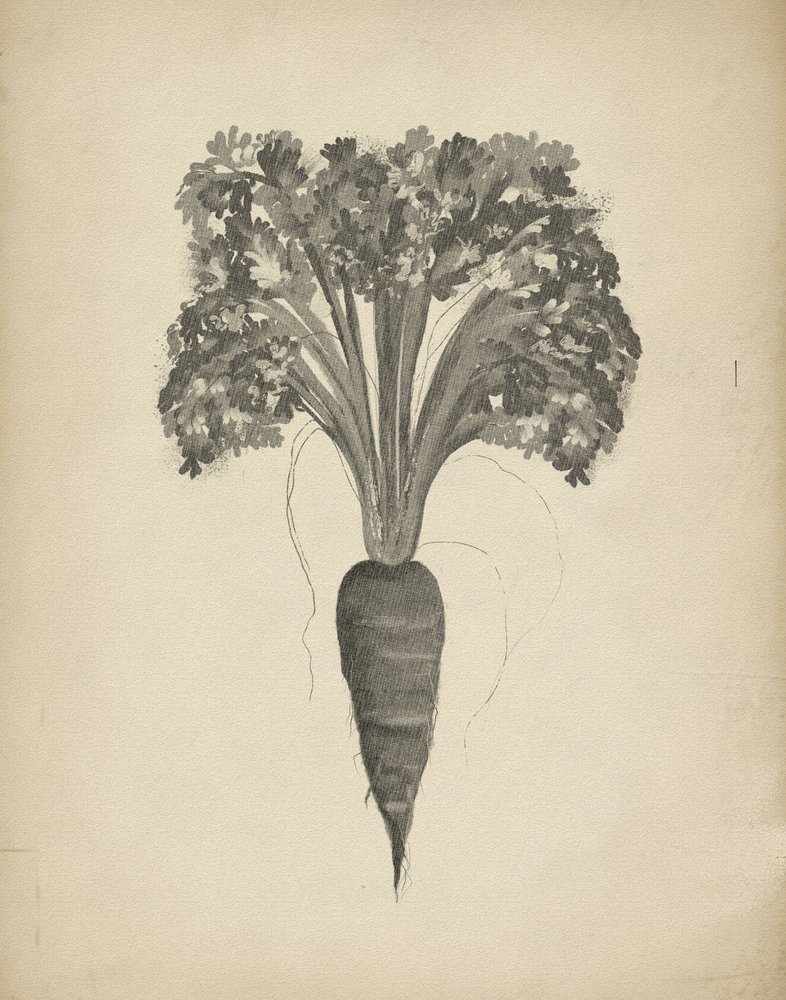 Botanical Carrot Drawing by Josie George