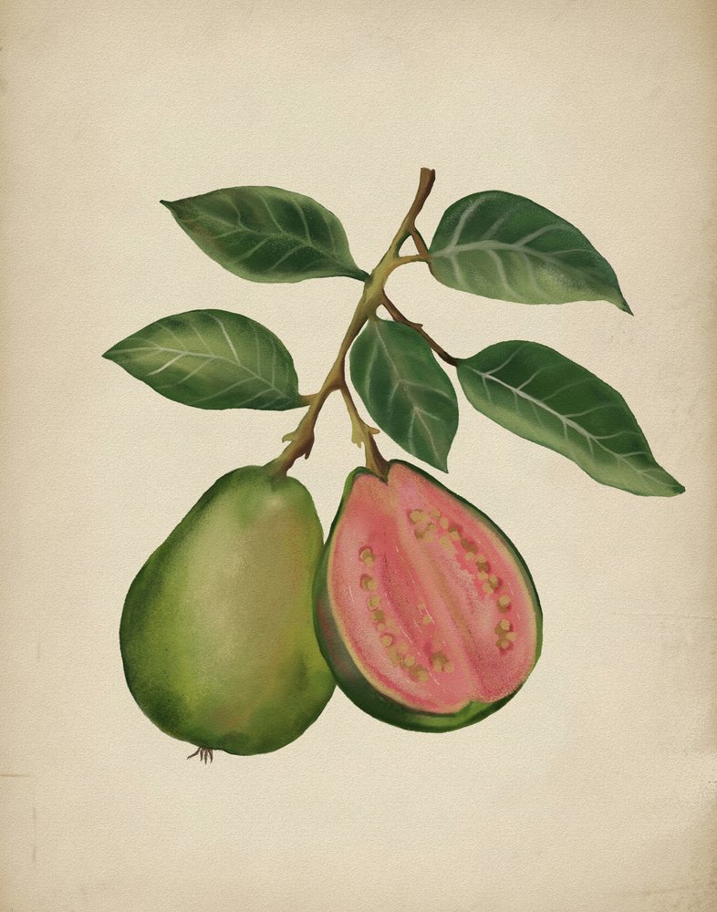 Fresh Guava Botanical by Josie George