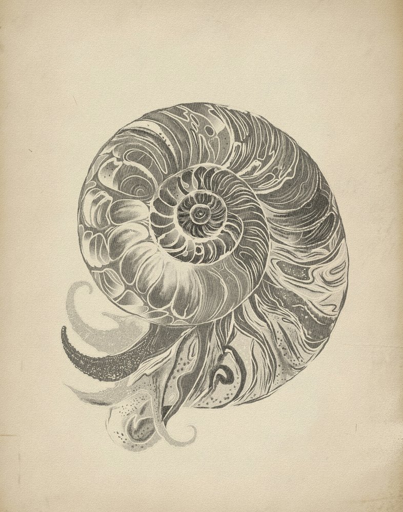 Intricate Nautilus Spiral by Josie George