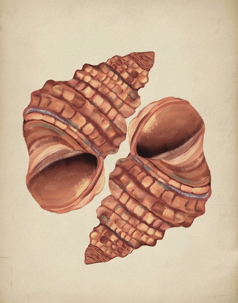 Two Conch Shells by Josie George