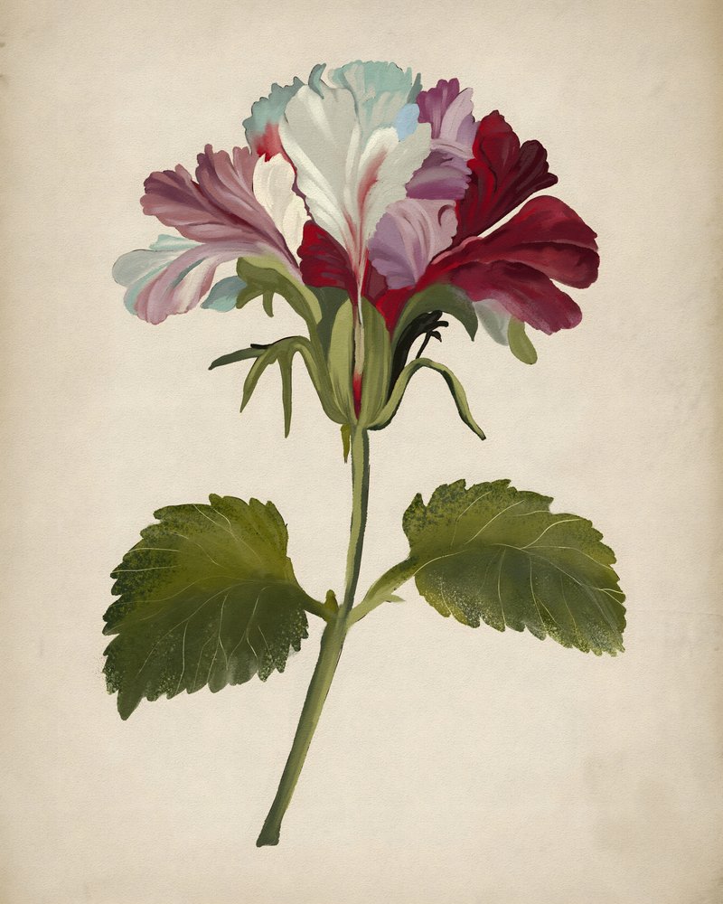 Vibrant Geranium Bloom by Josie George