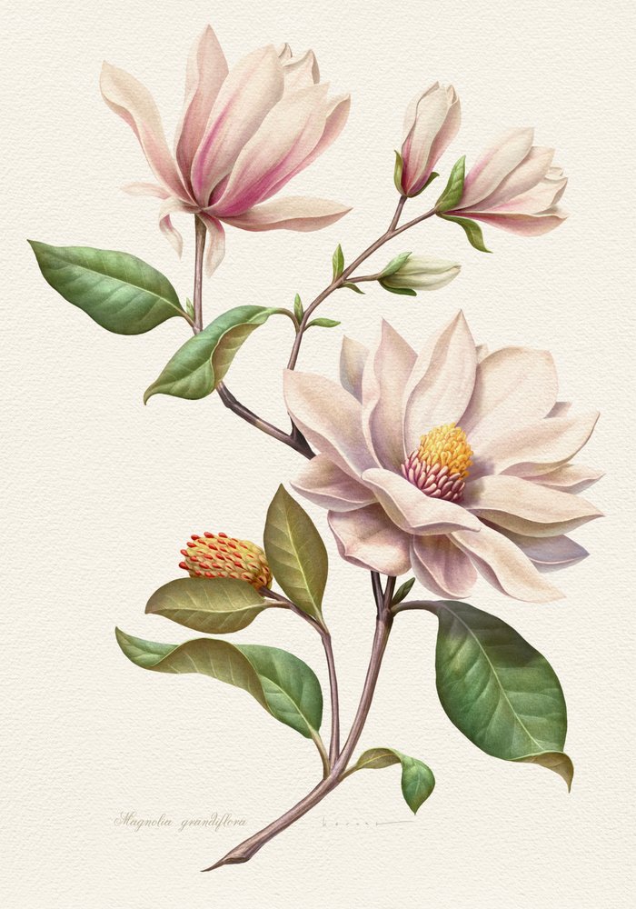 Blushing Magnolia Blooms by Juan Hernaz
