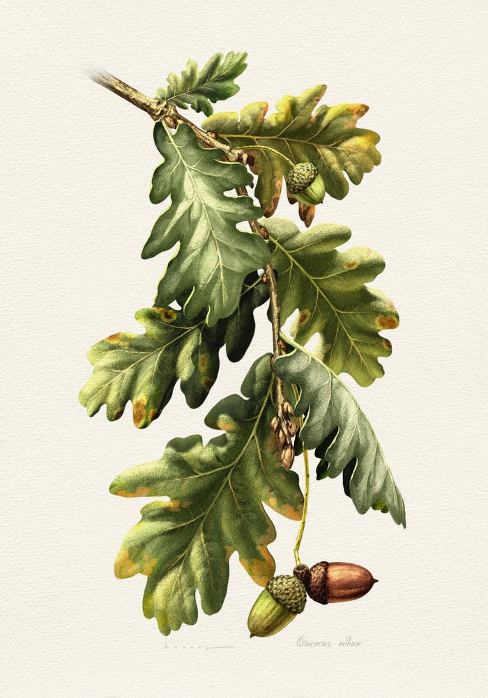 Botanical Oak Acorns by Juan Hernaz
