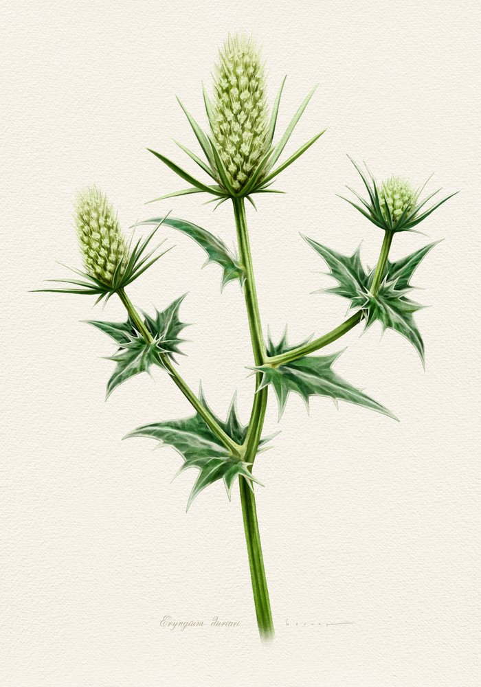 Botanical Sea Holly by Juan Hernaz