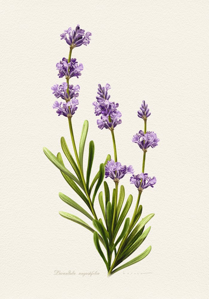 Elegant Lavender Botanical by Juan Hernaz