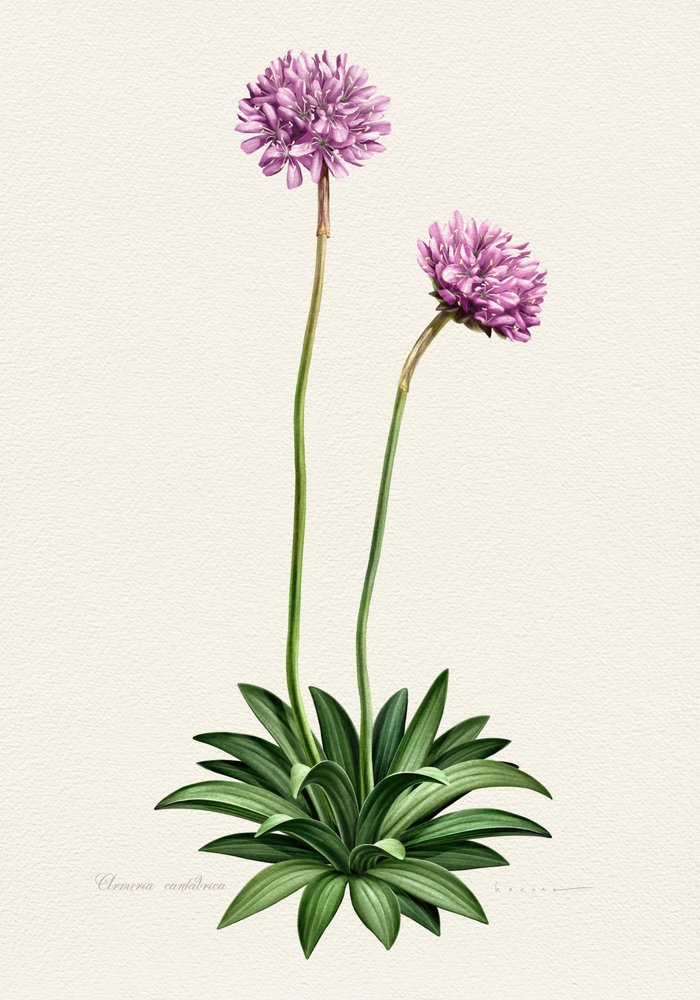 Purple Botanical Bloom by Juan Hernaz