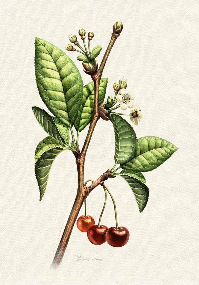 Sweet Cherry Botanical Branch by Juan Hernaz