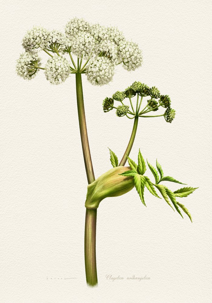 White Angelica Botanical Illustration by Juan Hernaz