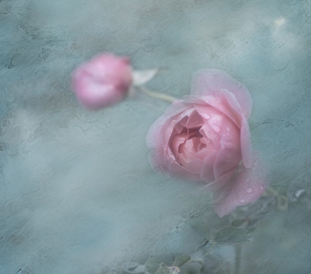 Dreamy Pink Roses by Judy Tseng