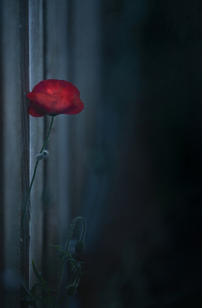 Moody Red Poppy Bloom by Judy Tseng