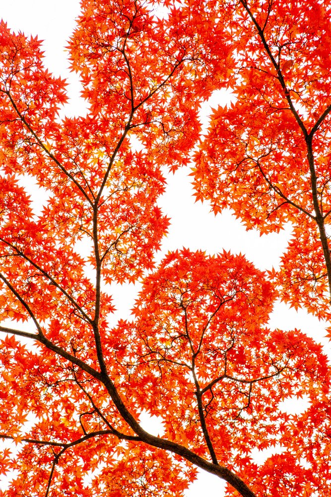 Fiery Autumn Maples by KUNIHIRO TAKUMA