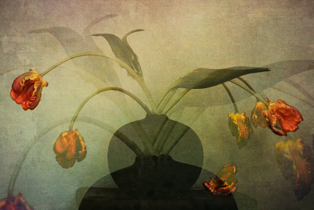 Faded Tulips Still Life by Katarina Holmström