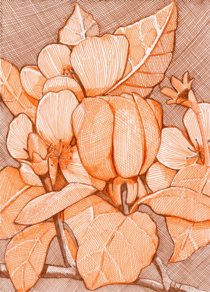 Hatched Orange Blossoms by Katie O'Shea