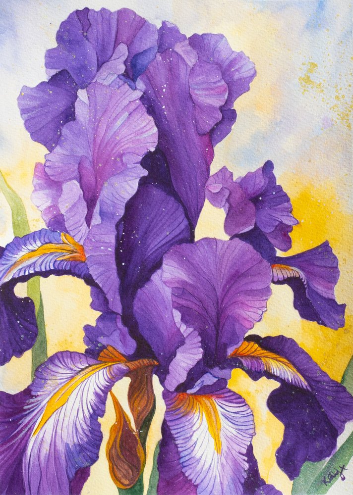 Vibrant Purple Iris by Kay Shanley